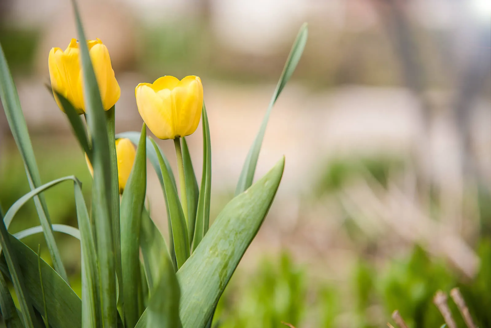 Frisch gepflanzte Stauden in vorbereitetem Beet